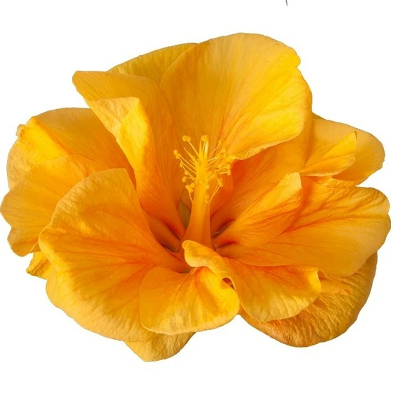 Hibiscus 'Jazz'