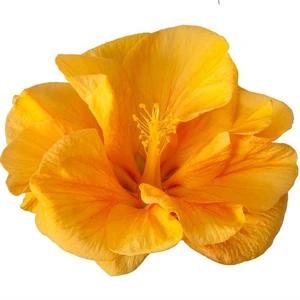 Hibiscus 'Jazz'