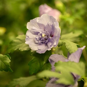 Hibiscus syriacus 'Lavender Chiffon'