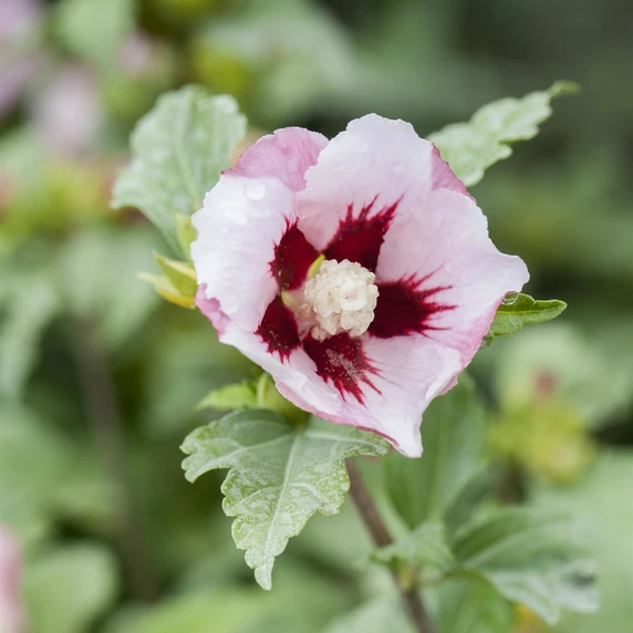 Hibiscus syriacus 'Red Heart' - image 1