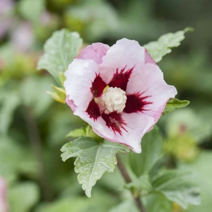 Hibiscus syriacus 'Red Heart' - image 1