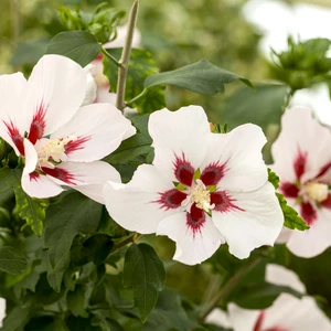 Hibiscus syriacus 'Red Heart' - image 2