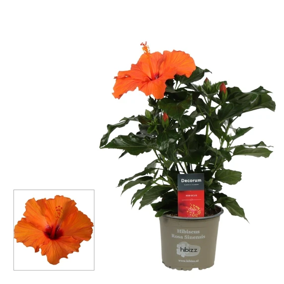 Hibiscus 'Sunny Lucca Orange'