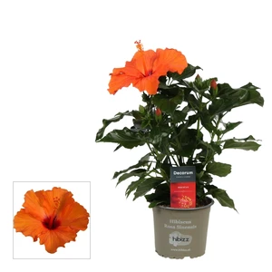 Hibiscus 'Sunny Lucca Orange'