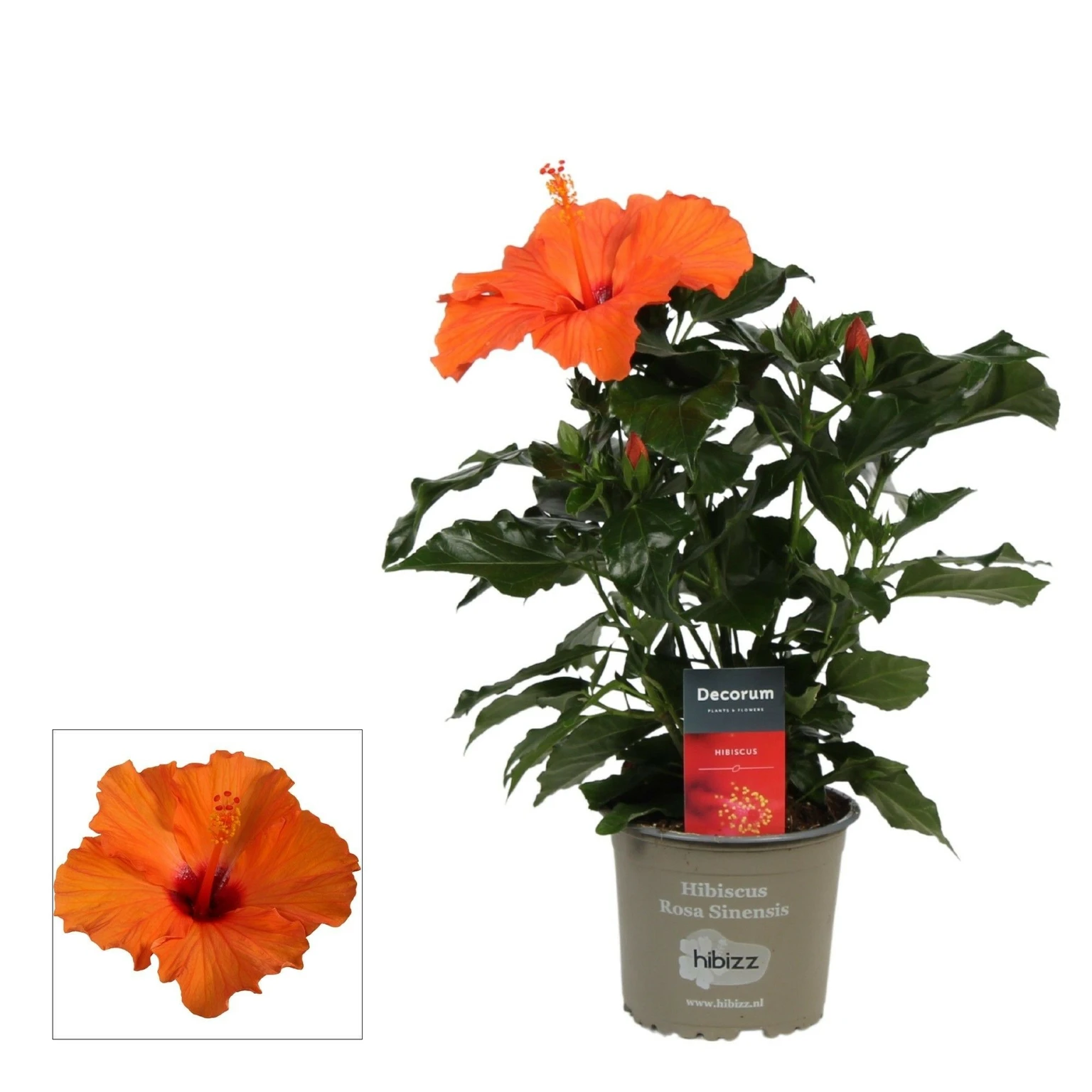 Hibiscus 'Sunny Lucca Orange' - Cowell's Garden Centre | Woolsington