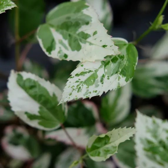 Hibiscus rosa-sinensis 'Variegata' - image 2