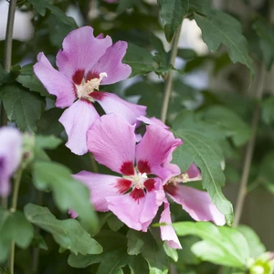 Hibiscus syriacus 'Woodbridge' - image 2