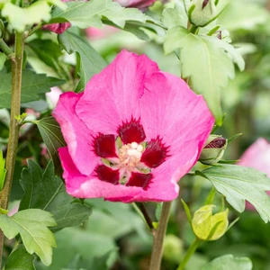 Hibiscus syriacus 'Woodbridge' - image 1