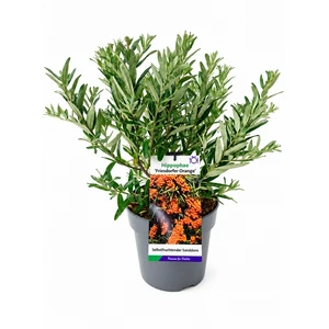 Hippophae rhamnoides 'Friesdorfer Orange' - image 2