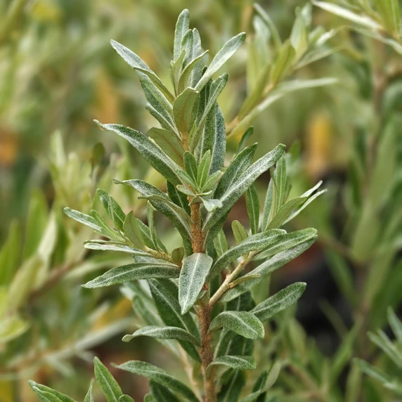 Hippophae rhamnoides 'Friesdorfer Orange' - image 1