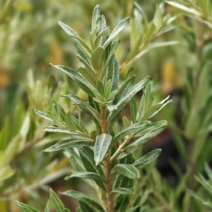 Hippophae rhamnoides 'Friesdorfer Orange' - image 1