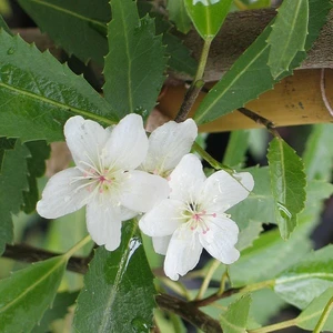 Hoheria sexstylosa 'Snow White'