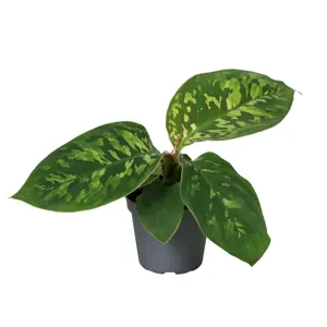 Homalomena 'Camouflage'