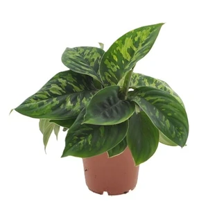 Homalomena 'Camouflage' 12cm