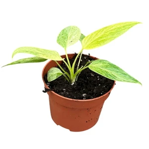 Homalomena sulcata 'Cream Frost' - image 1