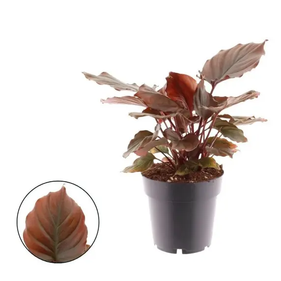 Homalomena 'Flaming Red'