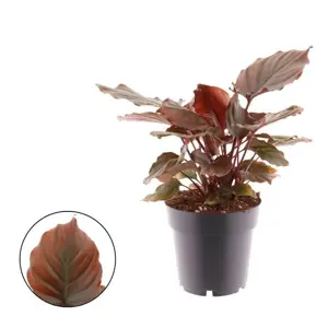 Homalomena 'Flaming Red'