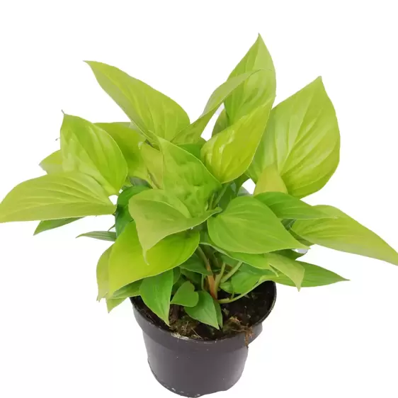 Homalomena 'Lime' 14cm - image 1