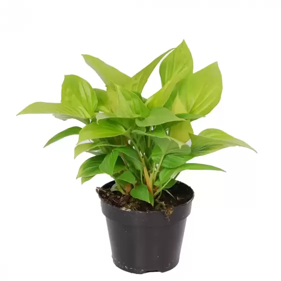 Homalomena 'Lime' 14cm - image 2