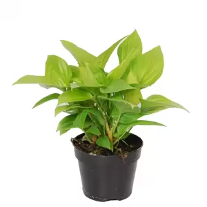 Homalomena 'Sunshine' - image 1