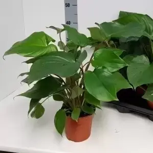 Homalomena rubescens 'Maggy' 14cm