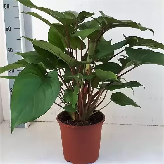 Homalomena rubescens 'Maggy' 19cm