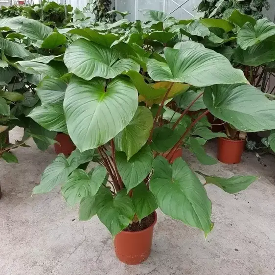 Homalomena rubescens 'Maggy' 24cm - image 1