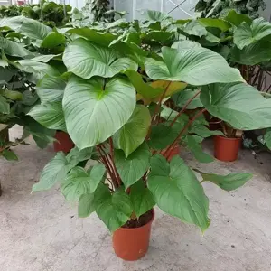 Homalomena rubescens 'Maggy' 24cm - image 1