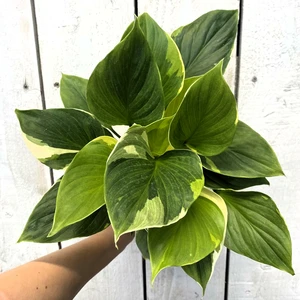 Homalomena 'Sunshine Gem Variegata' - image 1