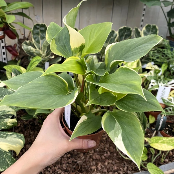 Homalomena 'Sunshine Gem Variegata' - image 4
