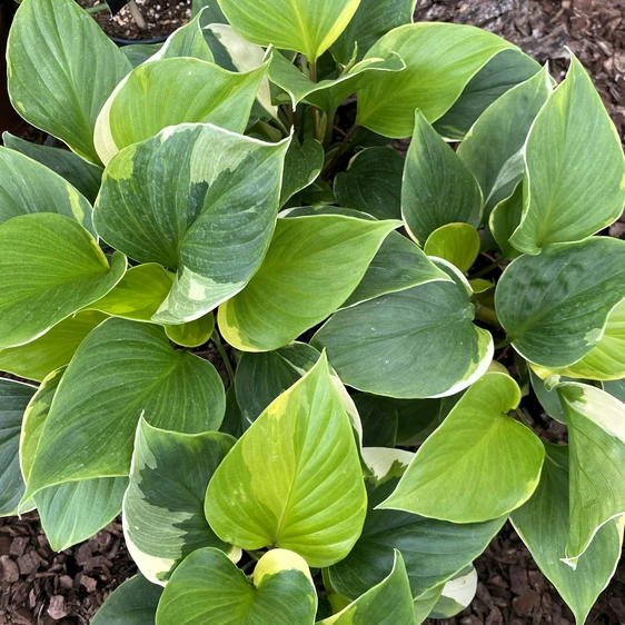 Homalomena 'Sunshine Gem Variegata' - image 2
