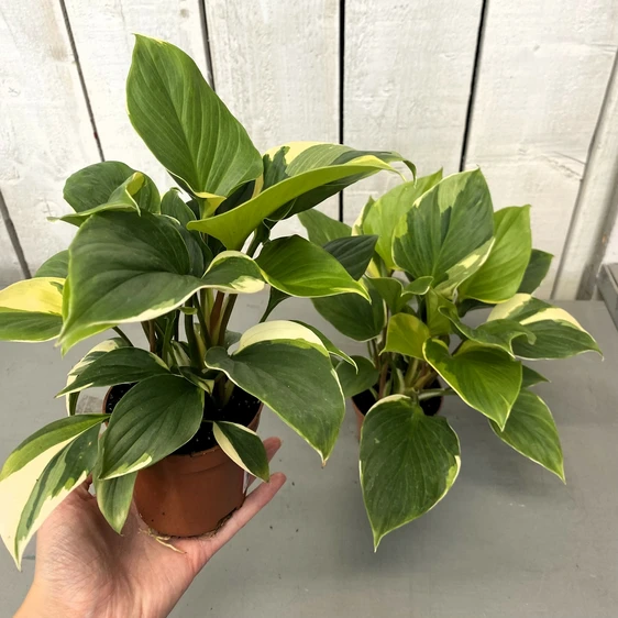 Homalomena 'Sunshine Gem Variegata' - image 3