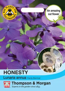 Honesty (Lunaria or Silver Dollar) - image 1