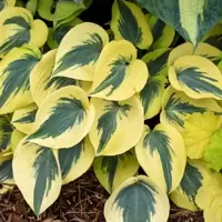 Hosta