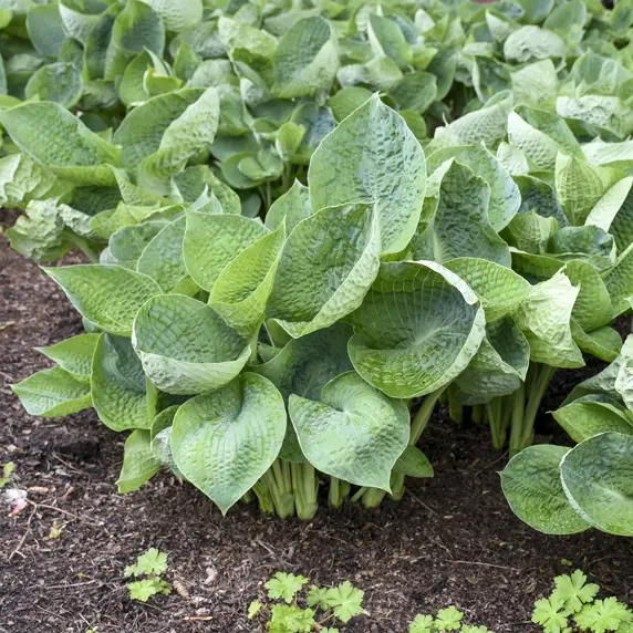 Picture - Walter's Gardens Inc.