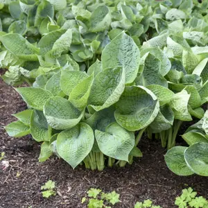 Picture - Walter's Gardens Inc.