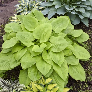 Hosta 'Age of Gold' - image 2
