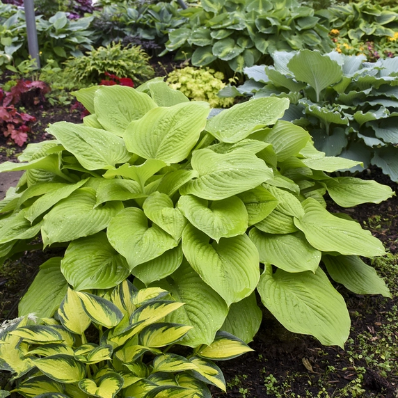 Hosta 'Age of Gold' - image 1