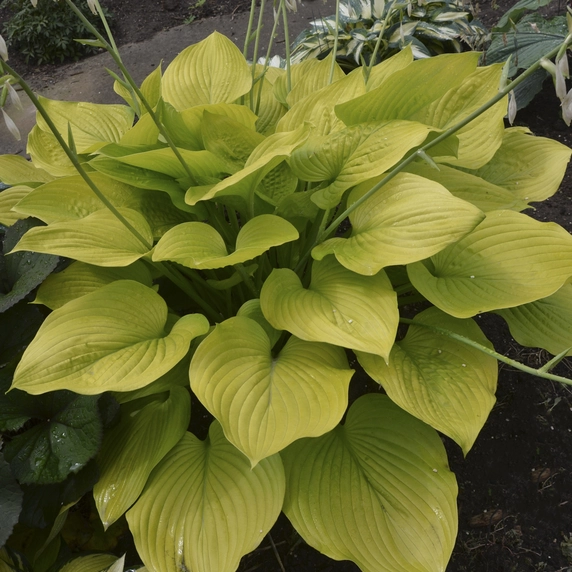 Hosta 'Age of Gold' - image 3