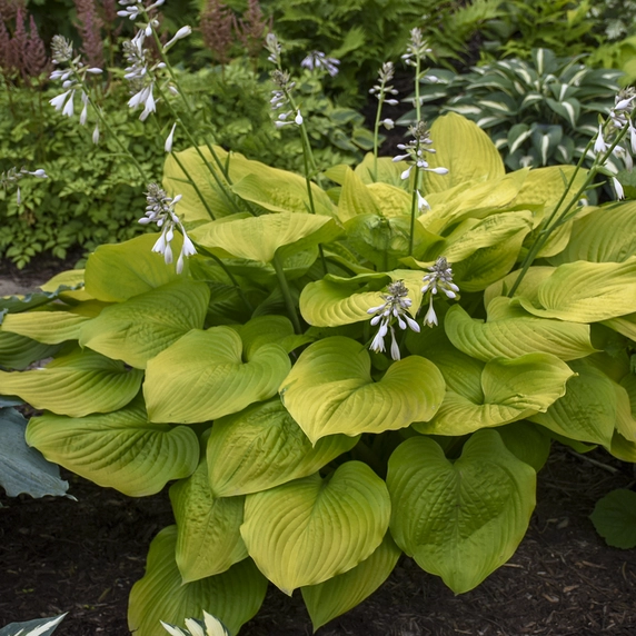 Hosta 'Age of Gold' - image 4