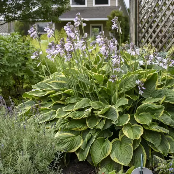 Hosta fortunei var. 'Aureomarginata' - image 2