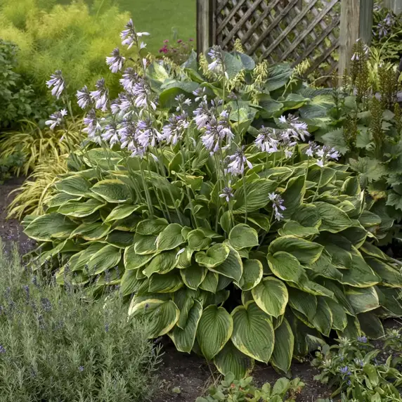 Hosta fortunei var. 'Aureomarginata' - image 3