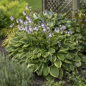 Hosta fortunei var. 'Aureomarginata' - image 3