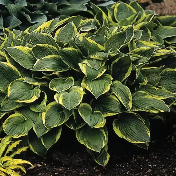 Hosta fortunei var. 'Aureomarginata' 11cm - image 1