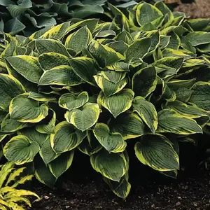 Hosta fortunei var. 'Aureomarginata' 11cm - image 1