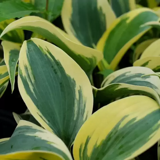 Hosta Shadowland 'Autumn Frost' 9cm