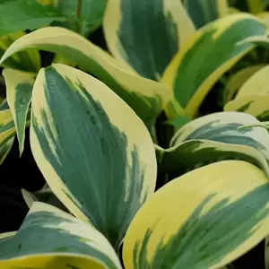 Hosta Shadowland 'Autumn Frost' 9cm