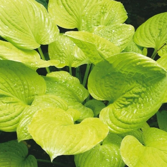 Hosta 'Banana Kid'