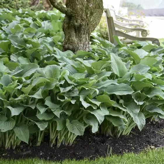 Hosta 'Blue Angel' 1.5L - image 4