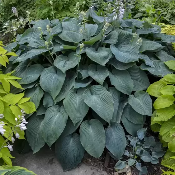 Hosta 'Blue Angel' 1.5L - image 1